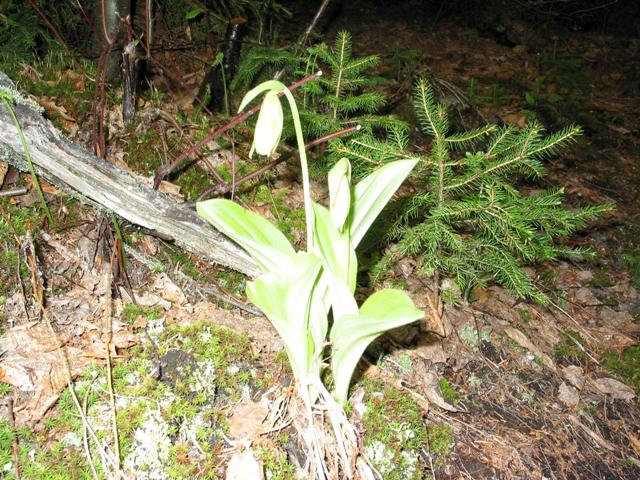 Lady slipper white.JPG